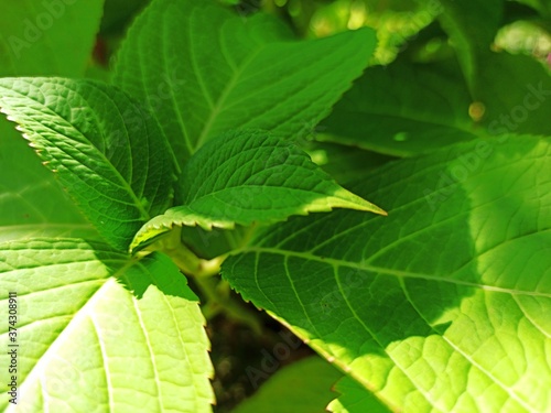 atmospheric close-up photo of green leaves.   lose up of leaf texture