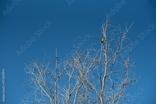 TREE 2