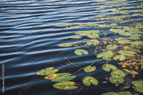 Water lily filled pond with ripples in the water