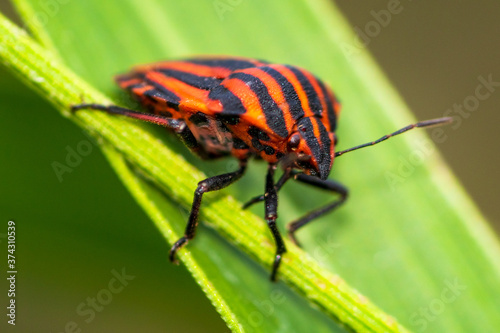 Macro shot of black and red beetle on a green branch