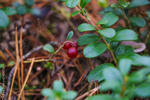 Berries of red lingonberry in the forest. Autumn forest.