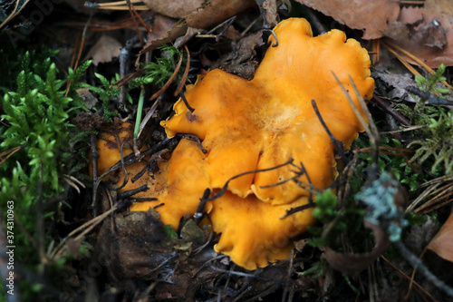 Bright yellow chanterelle mushrooms. Fall. Collection of berries and mushrooms.