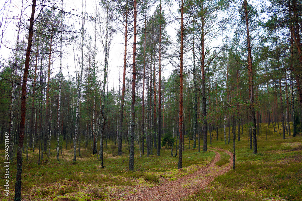 Fototapeta premium Young coniferous forest on an autumn cloudy day.