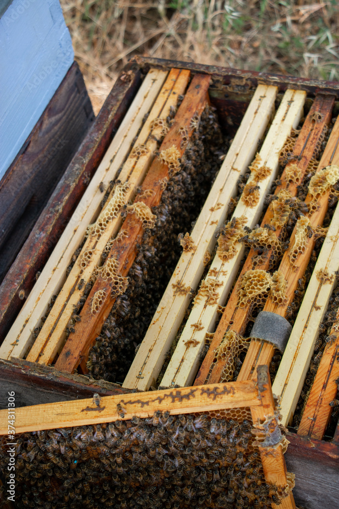 La récolte du miel chez un apiculteur