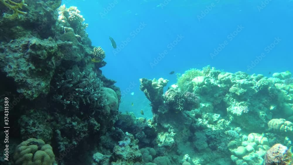 amazing coral reef. sea life amazing coral reef. sea life