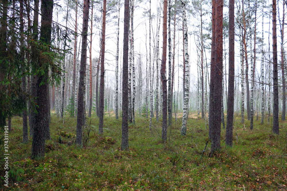 Autumn young forest in a foggy gray morning. Autumn young forest in a foggy gray morning.