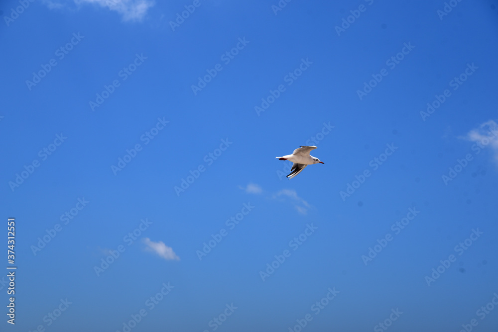 a Seagull flies high in the sky