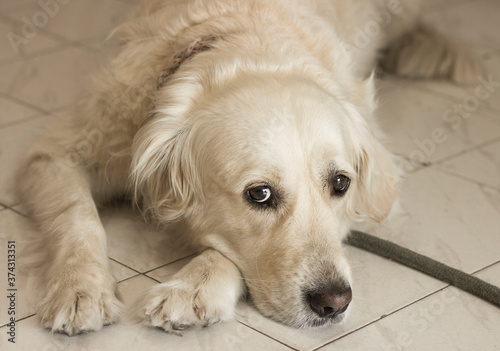 Portrait of golden retriever dog © Mira