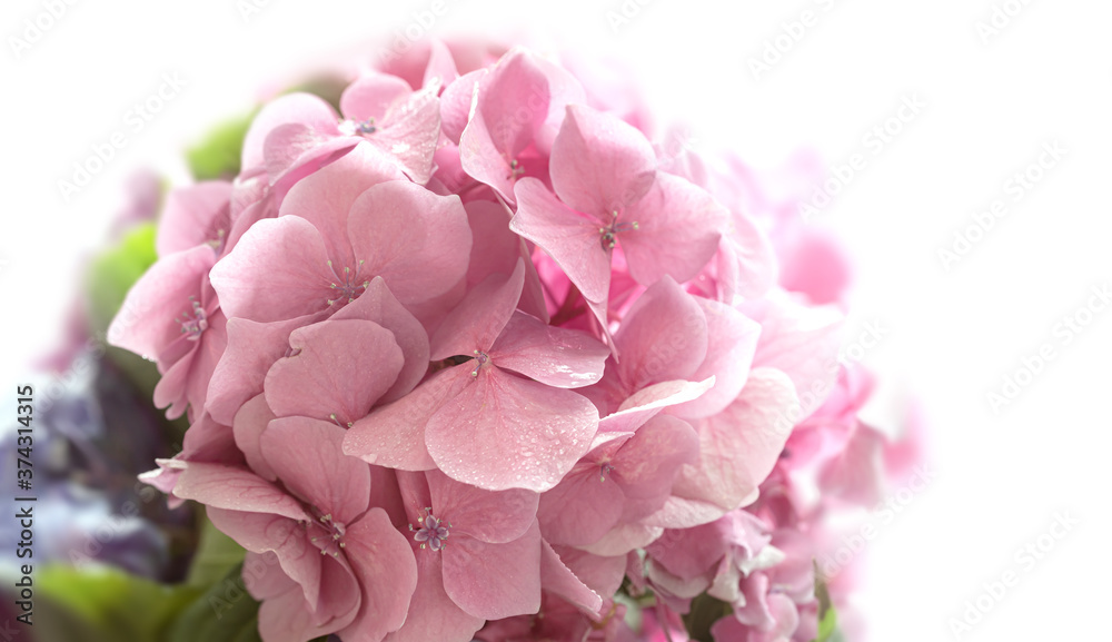 Hydrangea. Hortensia flowers background Hydrangea. Hortensia flowers background
