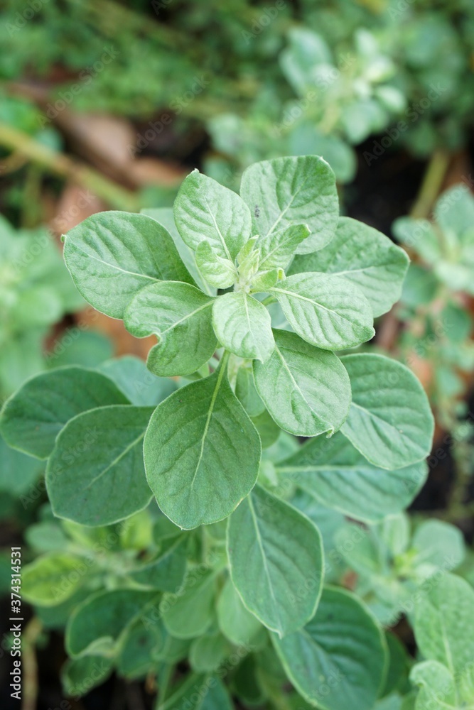 Aerva lanata plant in nature garden Aerva lanata plant in nature garden