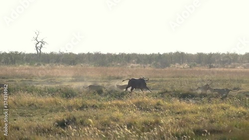 Clowder of lionesses hunting on a wildebeest photo