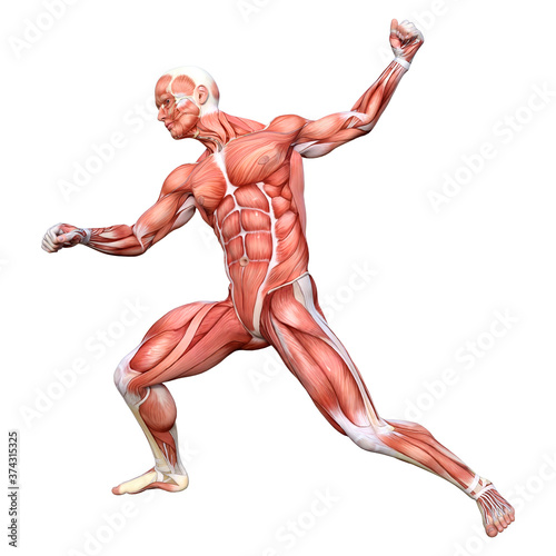 3D Rendering Male Anatomy Figure on White