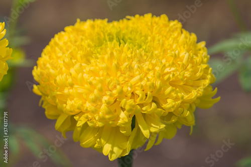 yellow dandelion flower