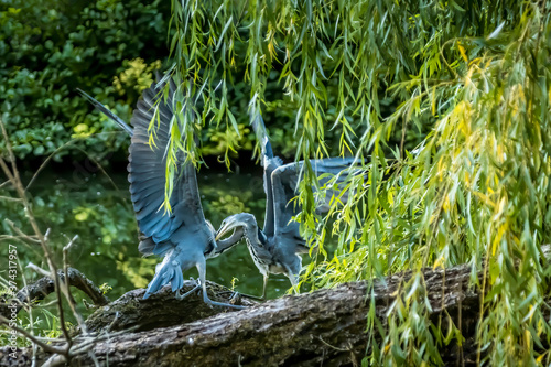 Two common grey heron fighting o a tree at a little lake in the M  nchbruch natural reserve in Hesse  Germany.