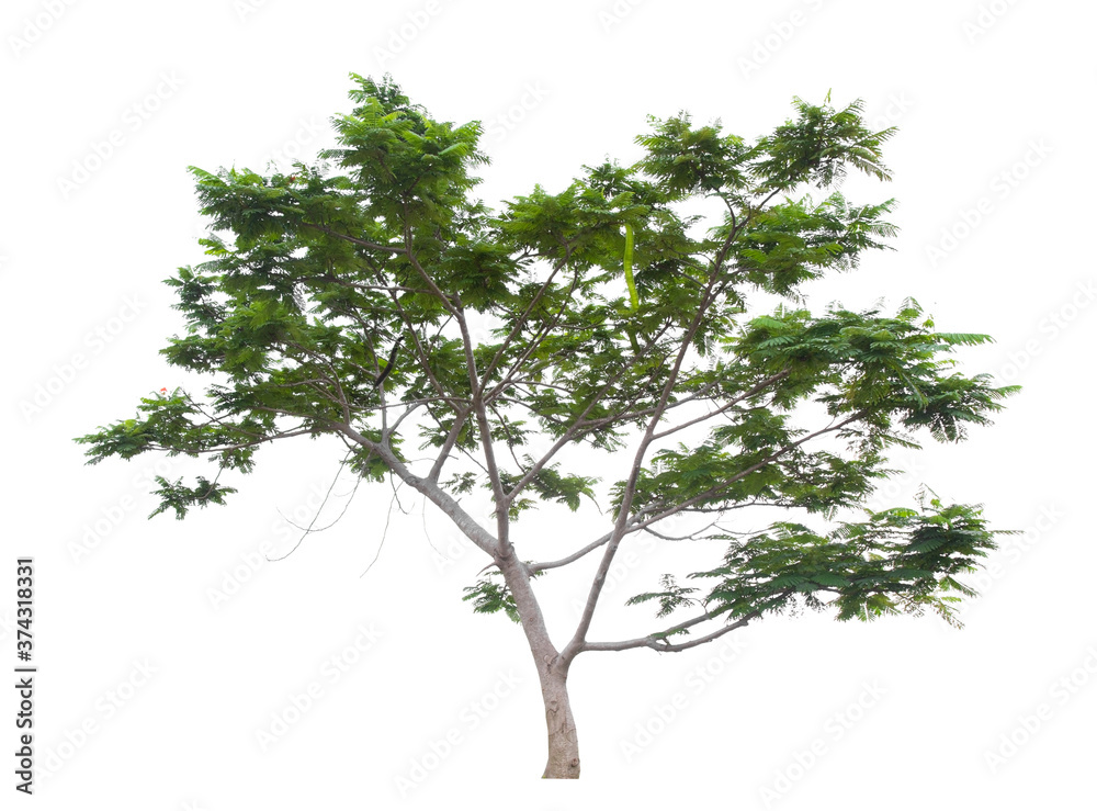 Obraz premium Beautiful green tree isolated on white.