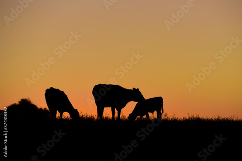 Cows grazing at sunset, Buenos Aires Province, Argentina. © foto4440