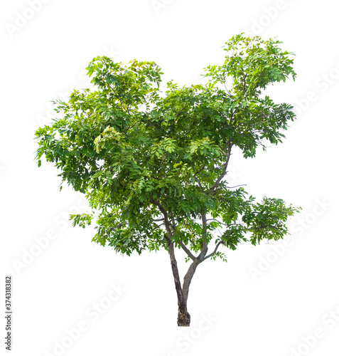 Beautiful green tree isolated on white.