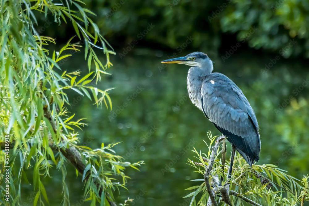 Naklejka premium A common grey heron standing o a tree at a little lake in the Mönchbruch natural reserve in Hesse, Germany, waiting for a fish to hunt.