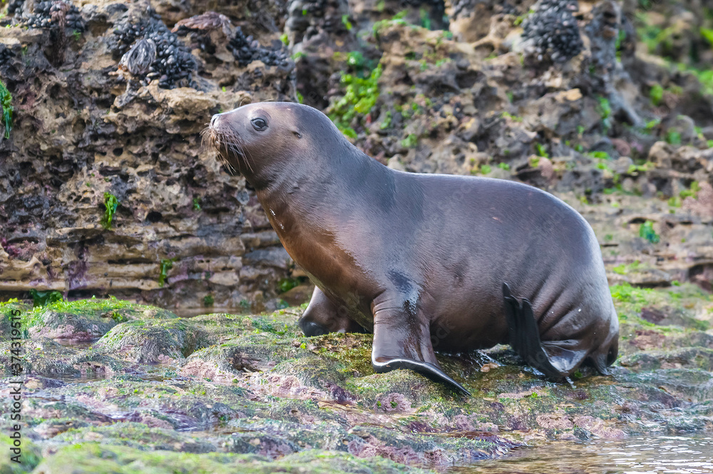 Fototapeta premium Sea Lion baby, Peninsula Valdes, Heritage Site, Patagonia, Argentina