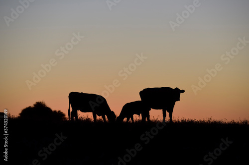 Cows grazing at sunset  Buenos Aires Province  Argentina.
