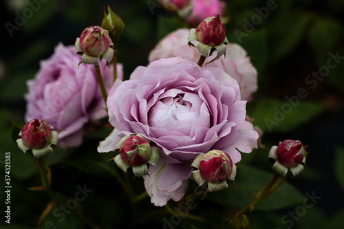 beautiful flowers in nature in the botanical garden