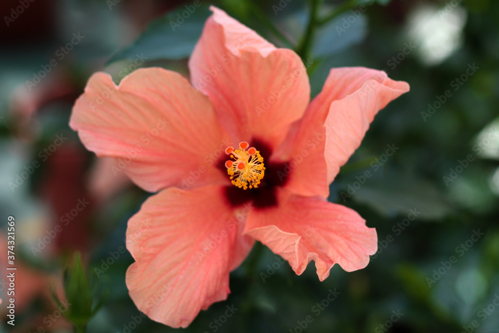 beautiful flowers in nature in the botanical garden beautiful flowers in nature in the botanical garden