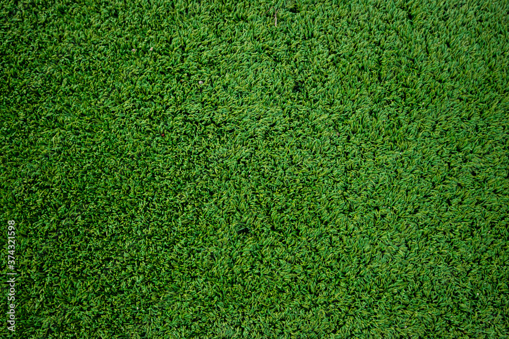 Obraz premium green lawn