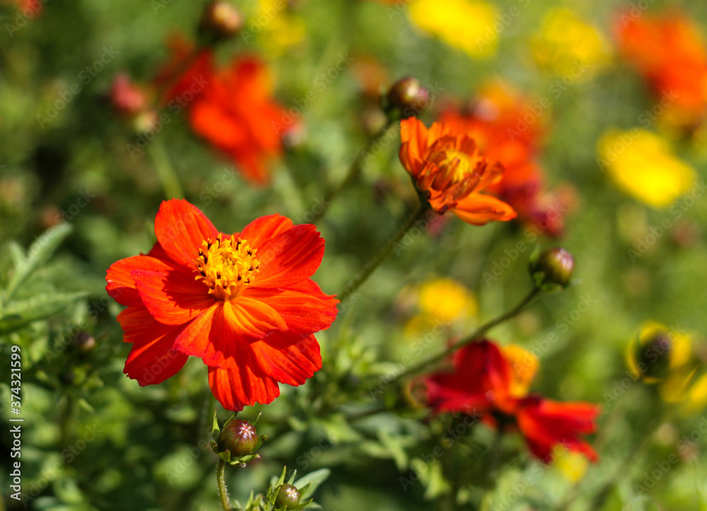 beautiful flowers in nature in the botanical garden