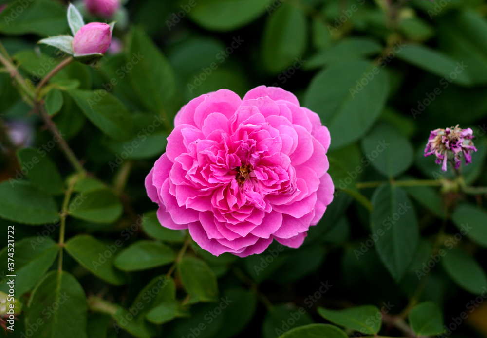 beautiful flowers in nature in the botanical garden