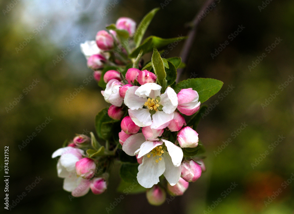 Fototapeta premium beautiful flowers in nature in the botanical garden
