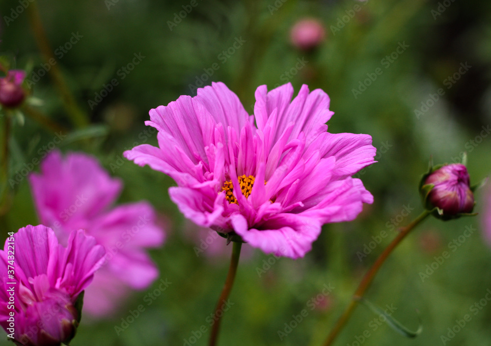 Obraz premium beautiful flowers in nature in the botanical garden