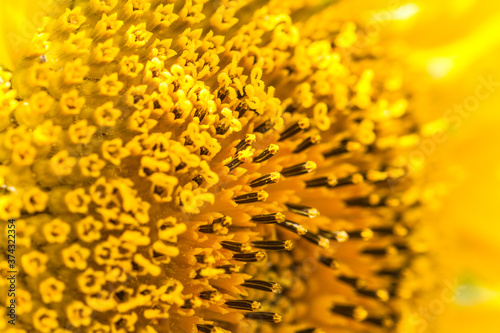 close up of yellow flower