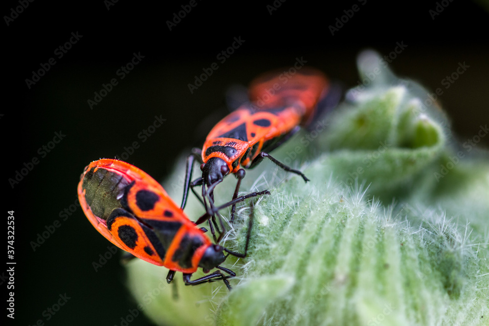 red bug on a green leaf red bug on a green leaf