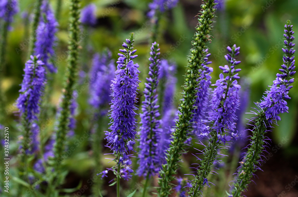 beautiful flowers in nature in the botanical garden beautiful flowers in nature in the botanical garden