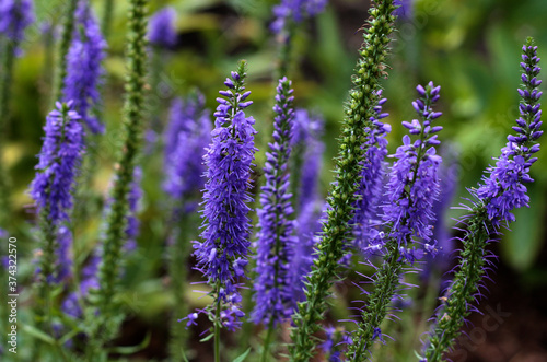 beautiful flowers in nature in the botanical garden