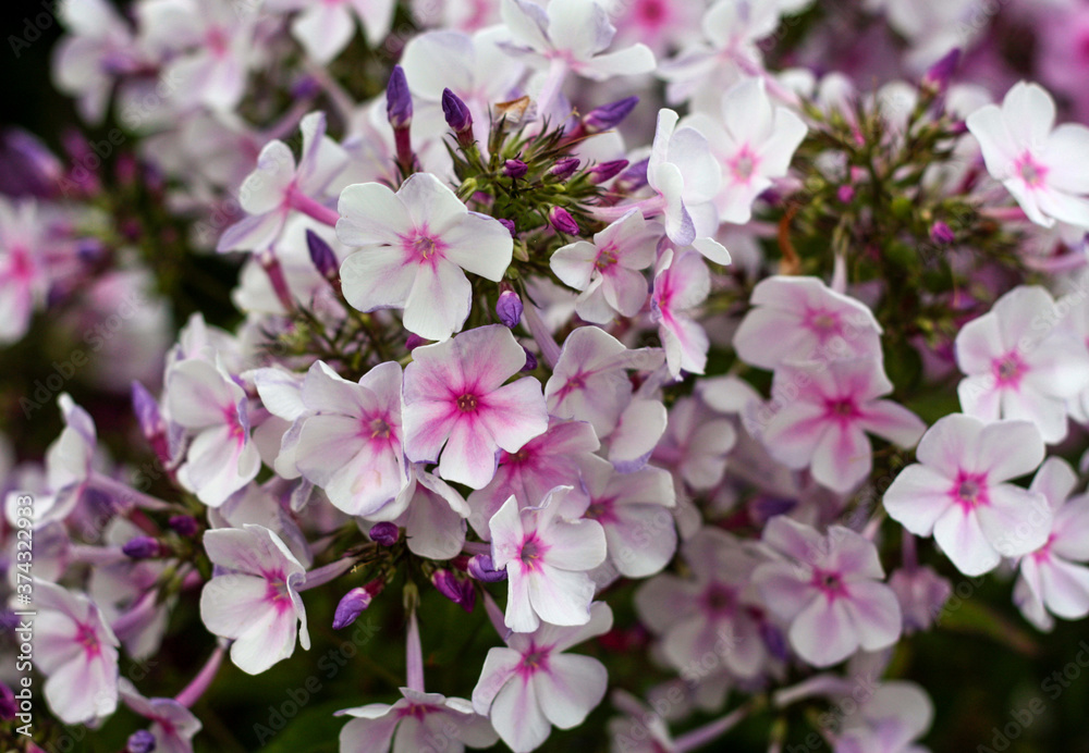 beautiful flowers in nature in the botanical garden beautiful flowers in nature in the botanical garden