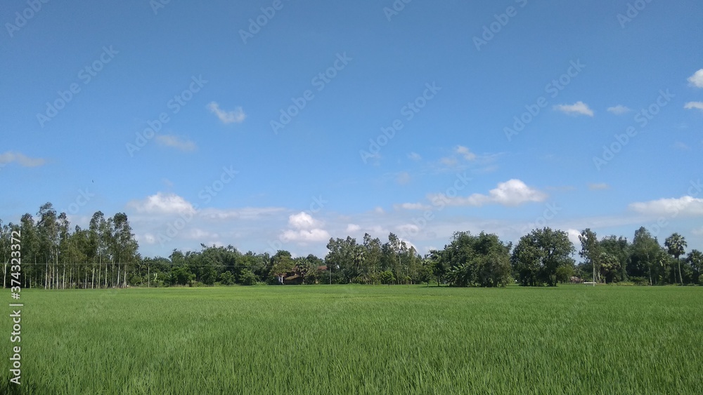 Obraz premium green field and blue sky