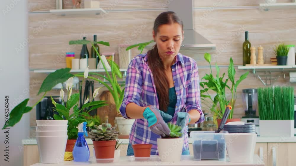 Female transplant a small succulent into a ceramic white pot. Gardener woman pouring fertile soil into a flowerpot, replanting the plant, using shovel, gloves and houseplant for house decoration. Female transplant a small succulent into a ceramic white pot. Gardener woman pouring fertile soil into a flowerpot, replanting the plant, using shovel, gloves and houseplant for house decoration.