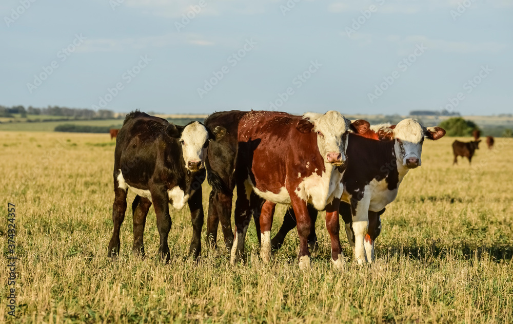 Cattle in Argentine countryside, Buenos Aires Province, Argentina.