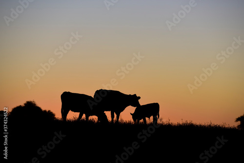 Cows grazing at sunset  Buenos Aires Province  Argentina.