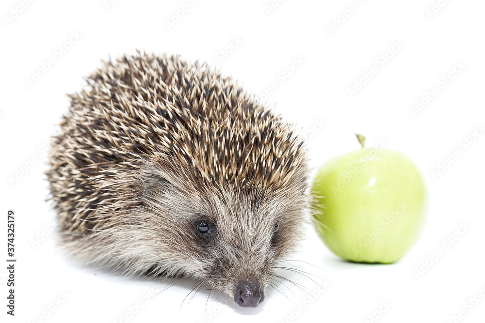 Obraz premium hedgehog and Apple