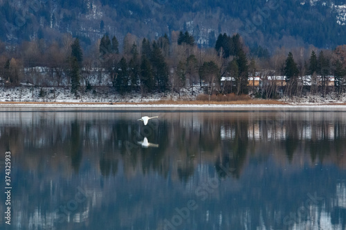 Fliegender Schwan am Forggensee