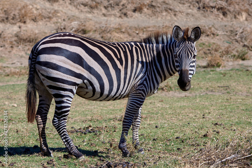 Ein Zebra schaut aufmerksam