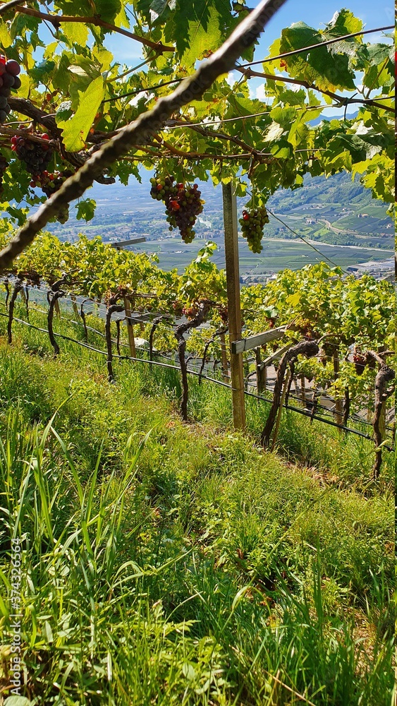 Wein, Weinanbau, Südtirol