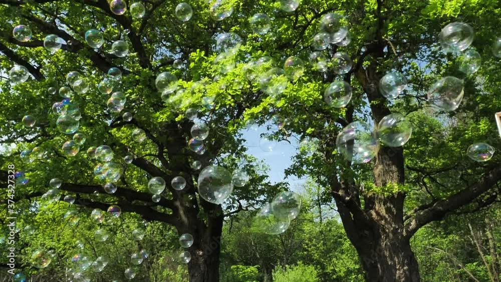 Soap bubbles are flying against background trees in the forest in summer Soap bubbles are flying against background trees in the forest in summer