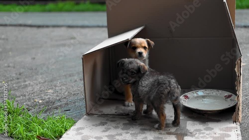 Puppies abandoned in a box on the street footage photo