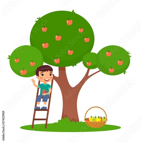 Little boy picking apples flat vector illustration. Adorable child  on ladder near apple tree in garden. Smiling, happy kid harvesting fruits isolated cartoon color character on white background