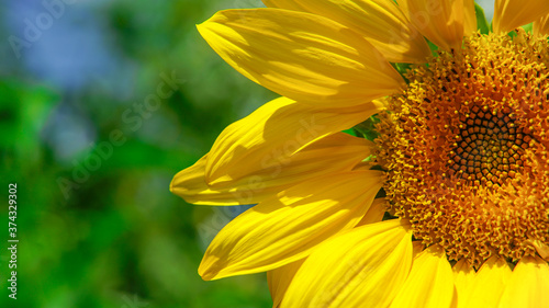 Beautiful sunflower close up