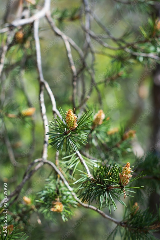 close up pine cones on evergreen tree branches close up pine cones on evergreen tree branches