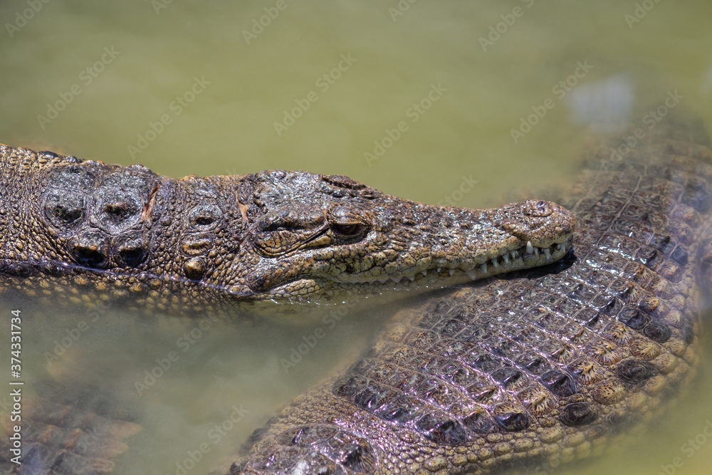 two heads of alligators close up in muddy green river two heads of alligators close up in muddy green river